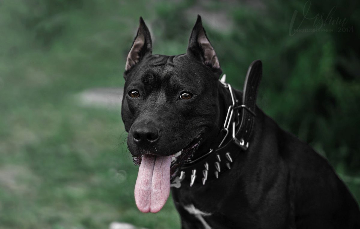 Американский стаффордширский терьер что рный