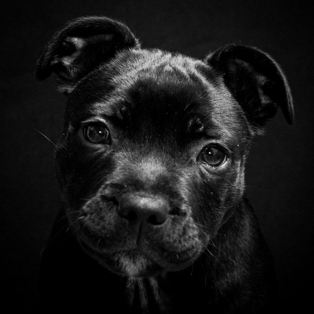 Питбультерьер черный