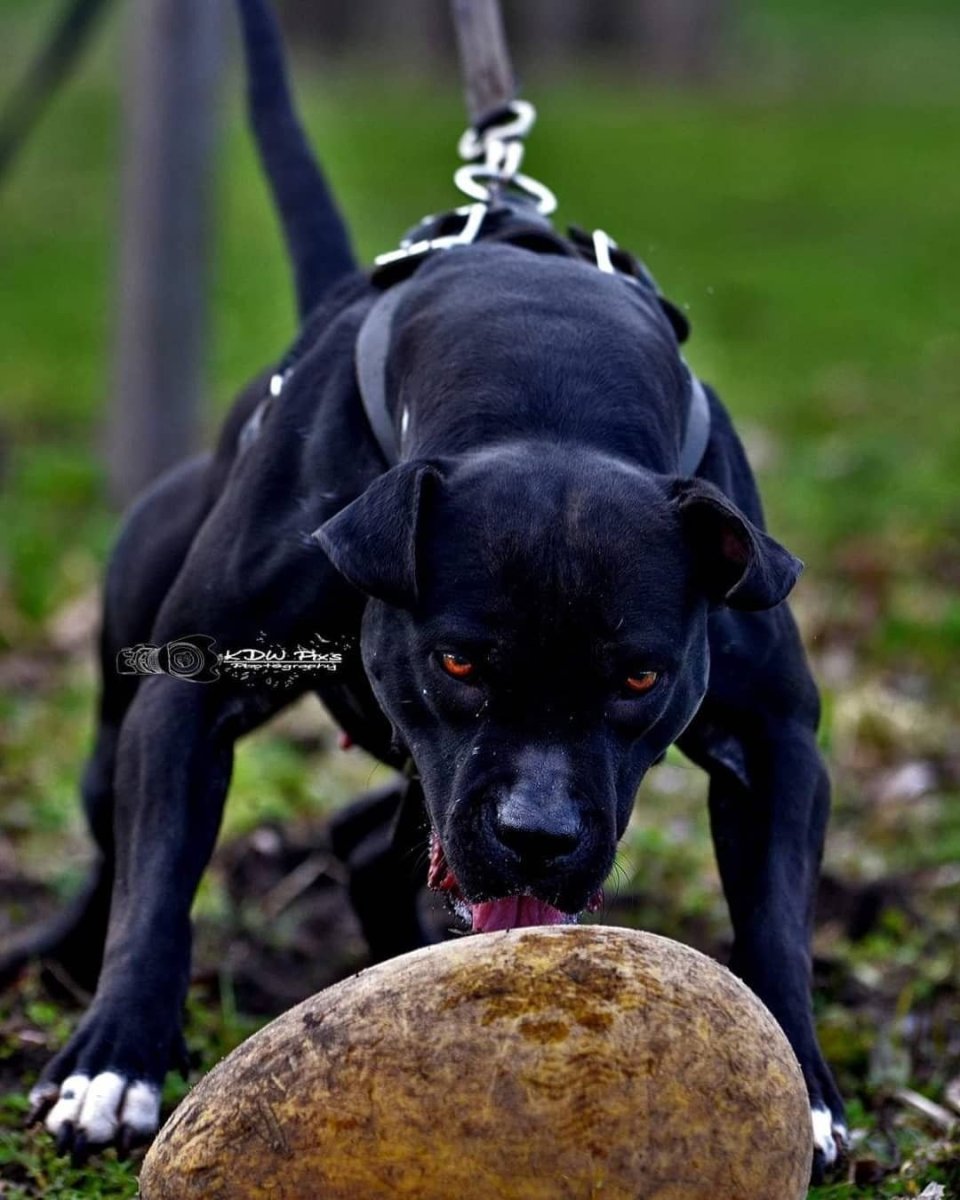 Черный питбуль с мячиком