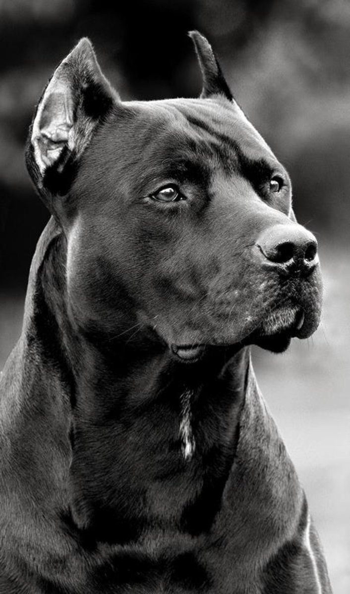 Стаффордширский терьер черный