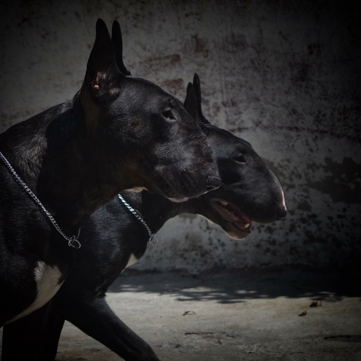 Питбуль Доберман и бультерьер