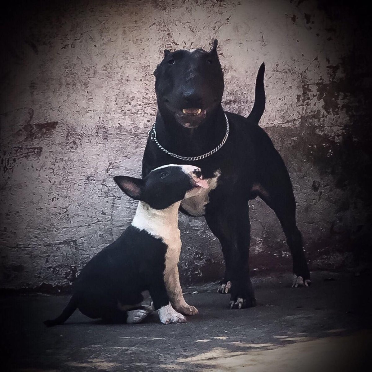 Бультерьер и Доберман