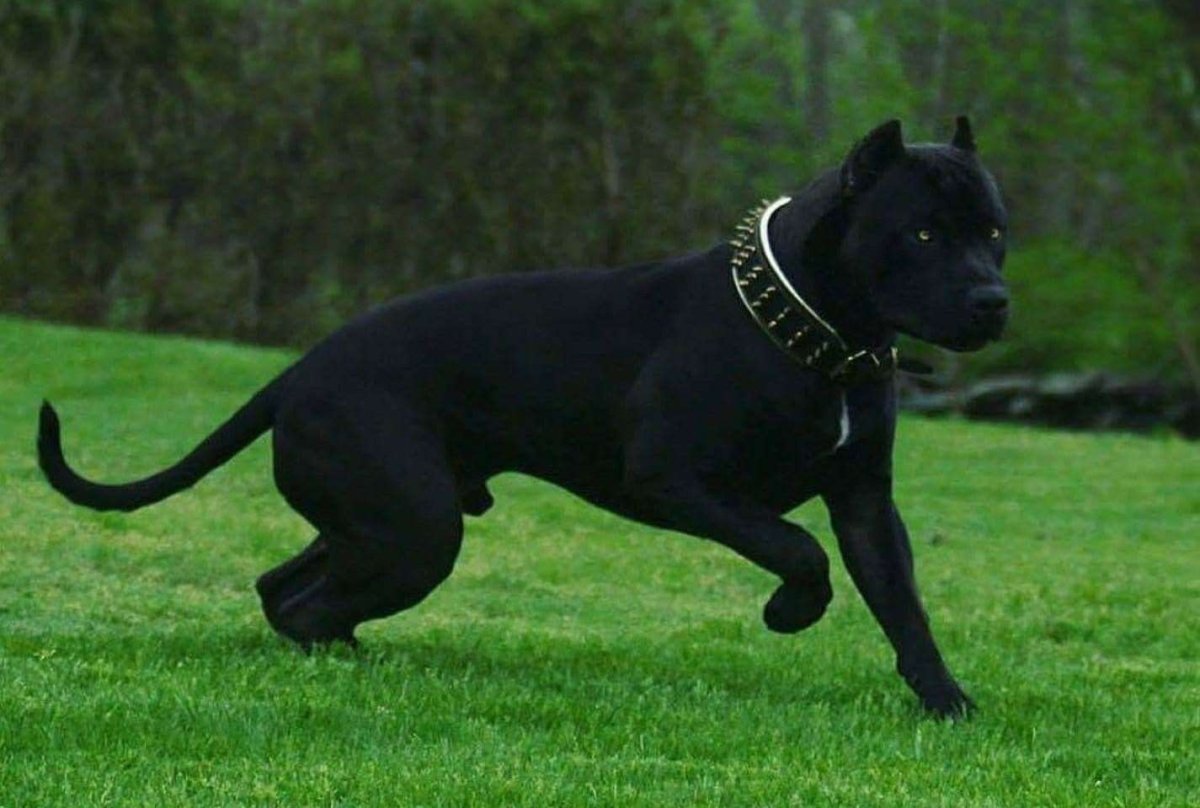 Американский стаффордширский терьер черный