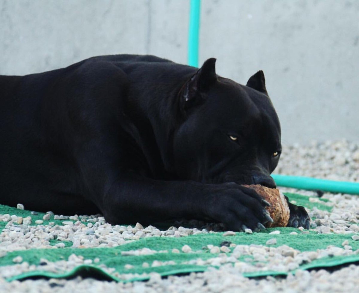 Стаффордширский терьер пантера