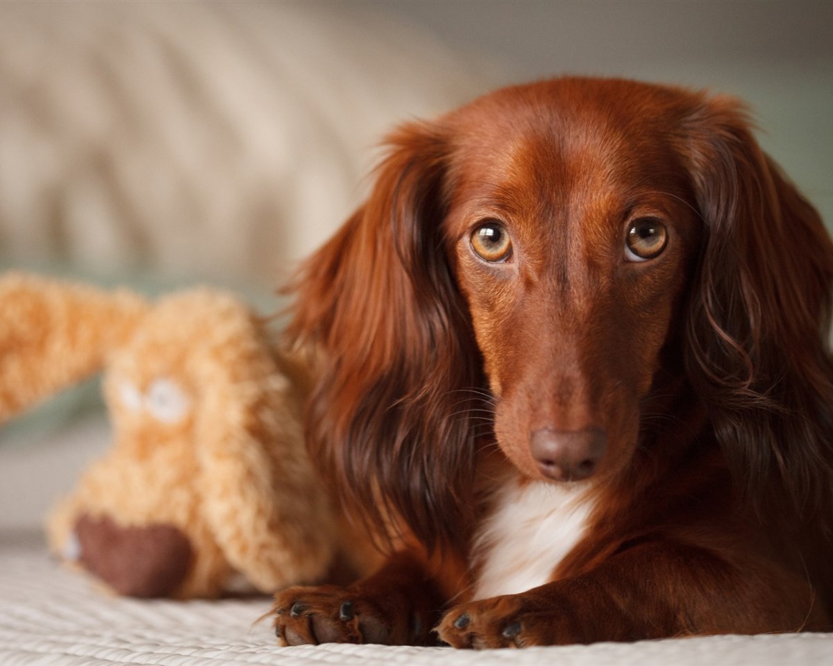 Бассет хаунд