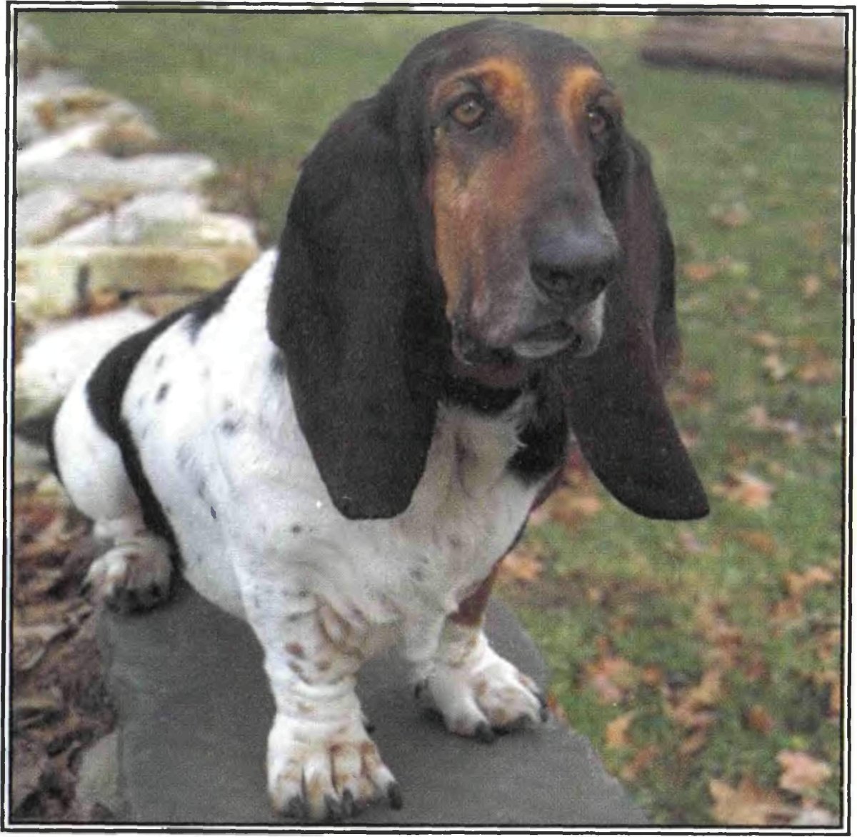 Бассет хаунд