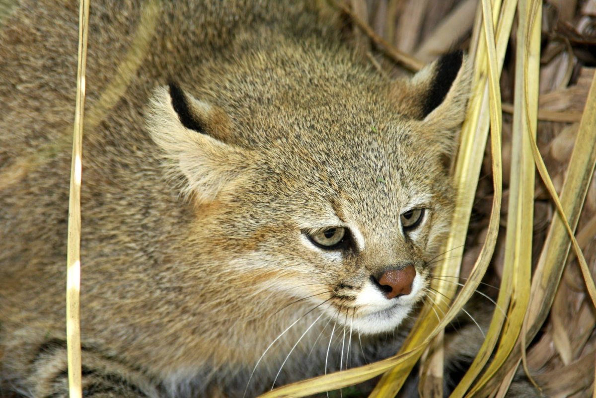 Пампасская кошка