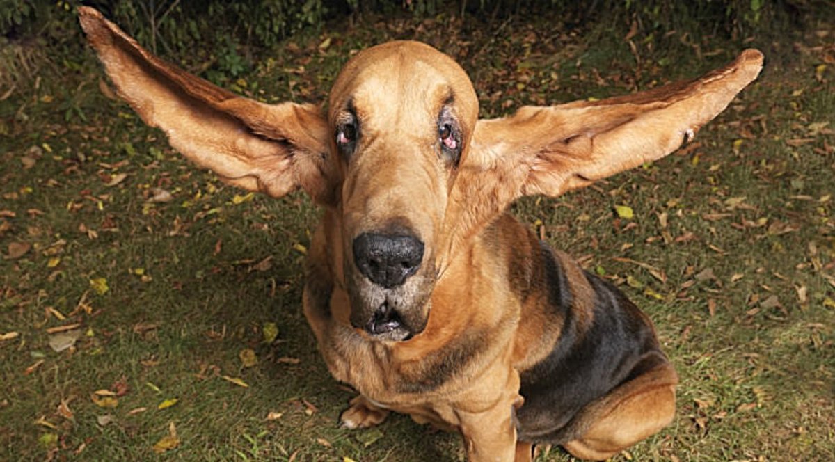 Такса с большими ушами