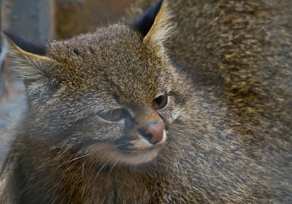Пампасская Дикая кошка