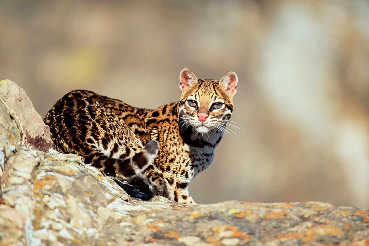 Леопардус паджерус кошка