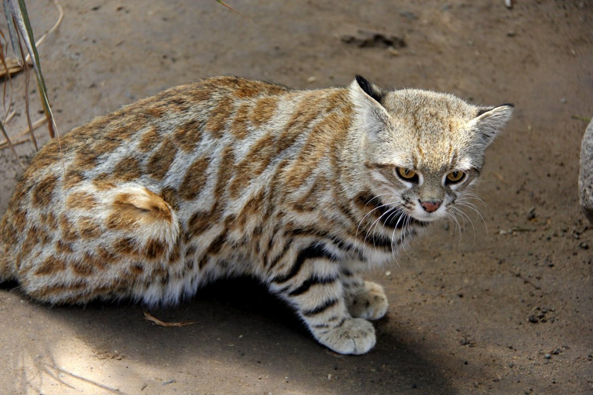 Пампасская кошка (leopardus COLOCOLO)