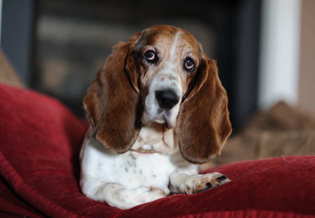 Бассет-хаунд щенок