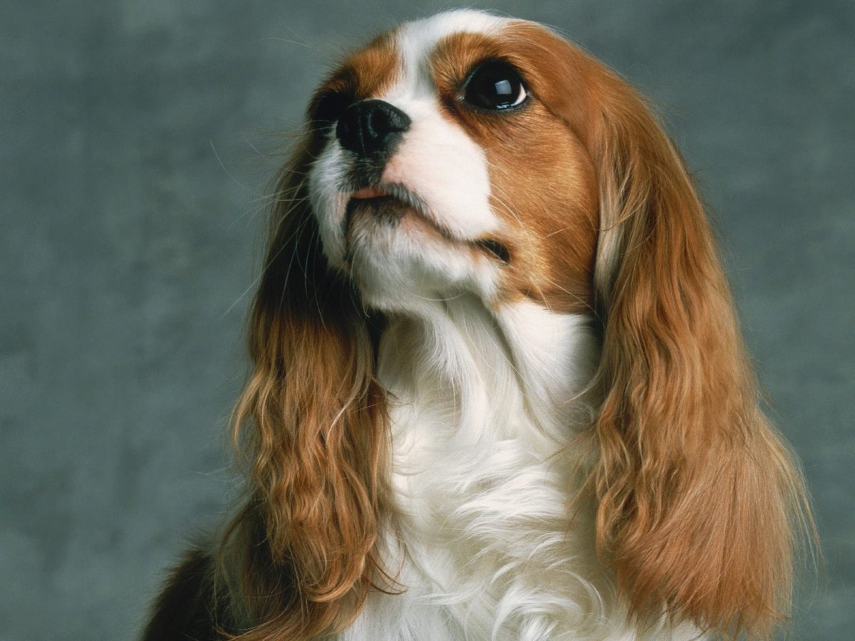 Нормандский Бассет хаунд