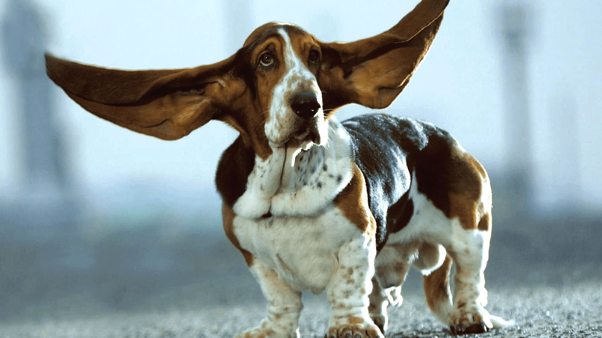 Английский Кокос паниель