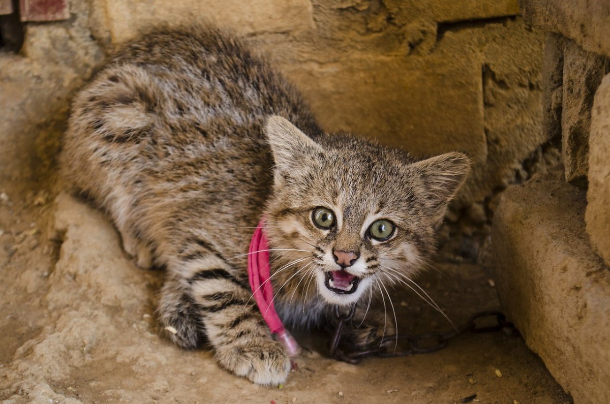 Пампасская кошка