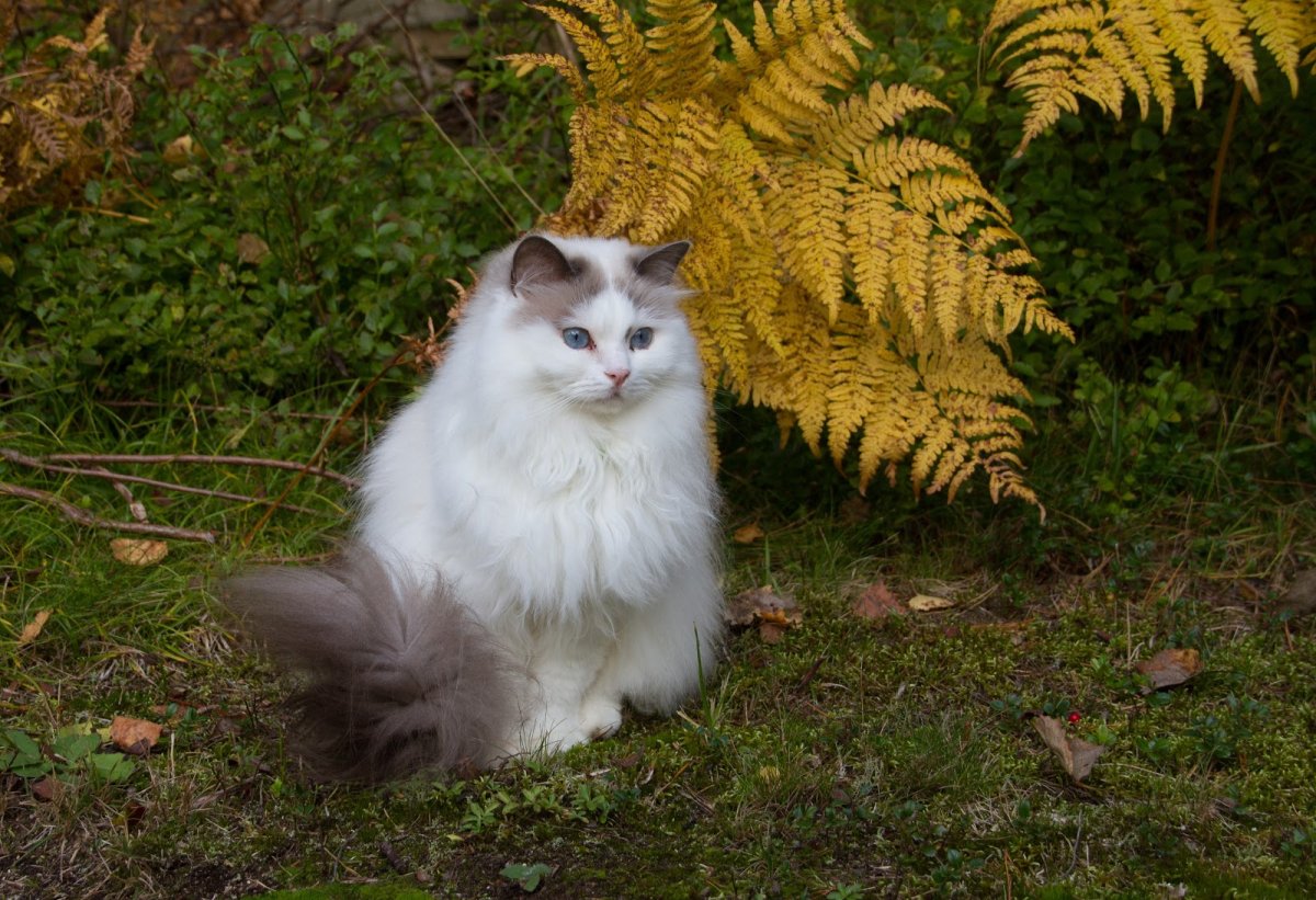 Кошка молочного цвета в лесу