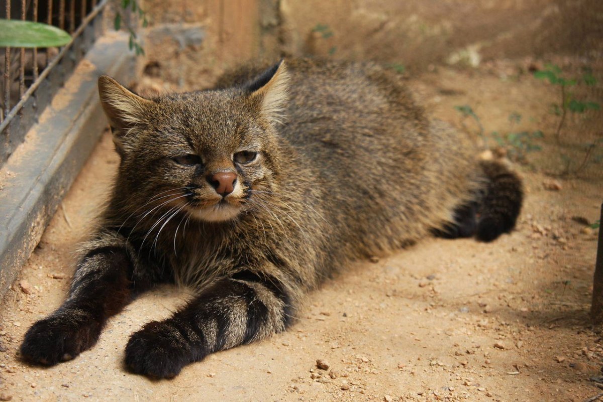 Пампасская кошка