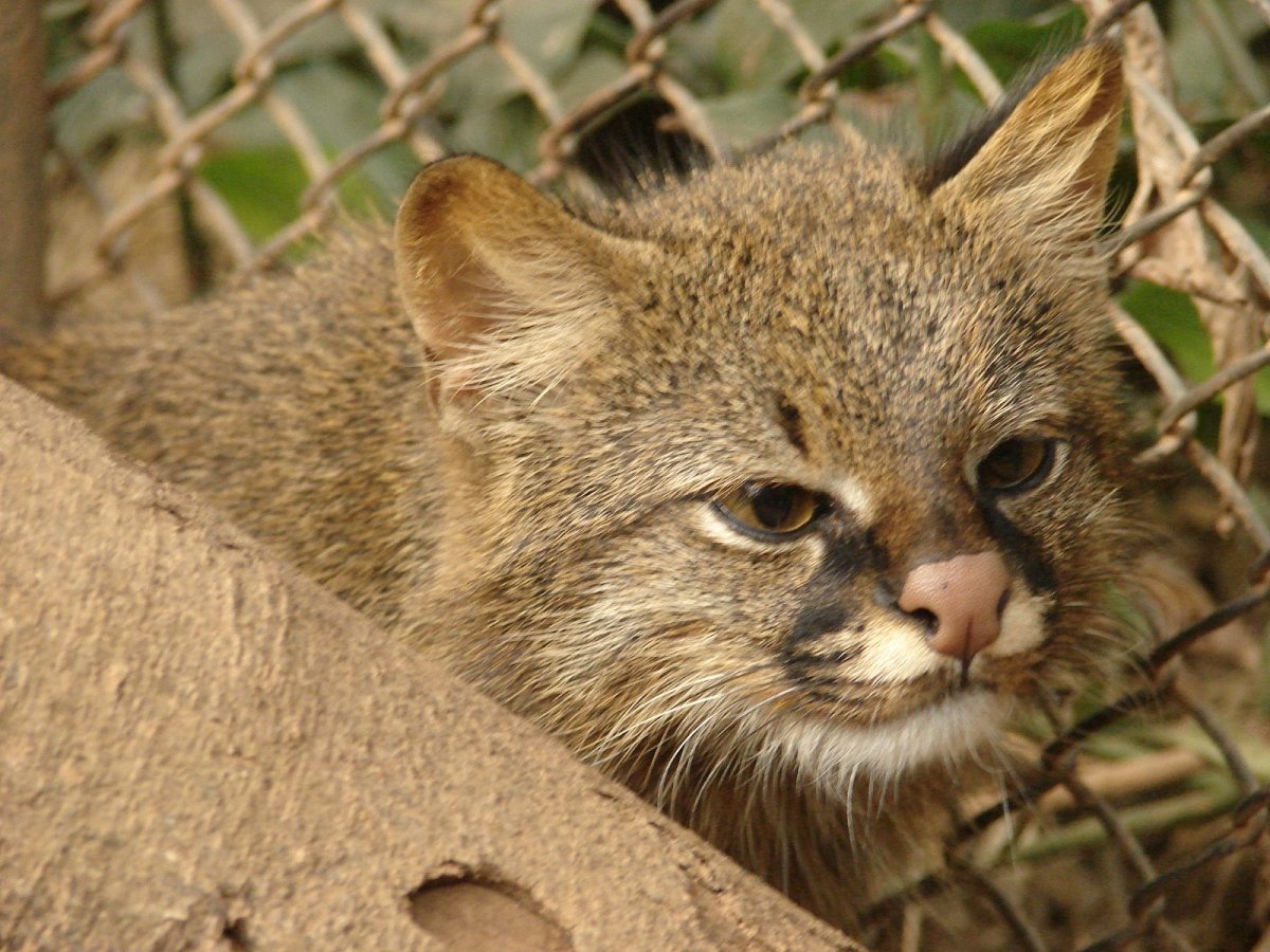 Пампасская кошка