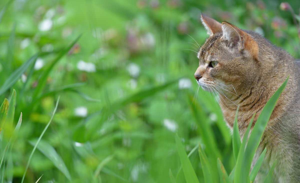 Кошка сидит на траве