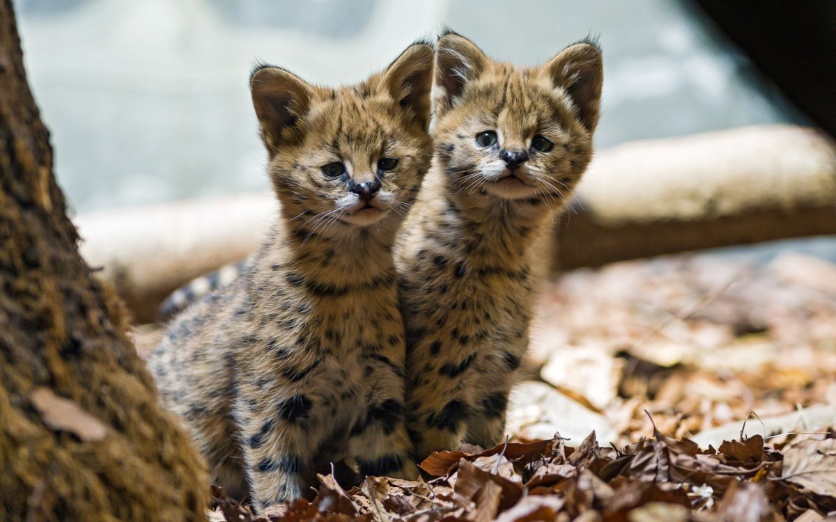 Манул и сервал