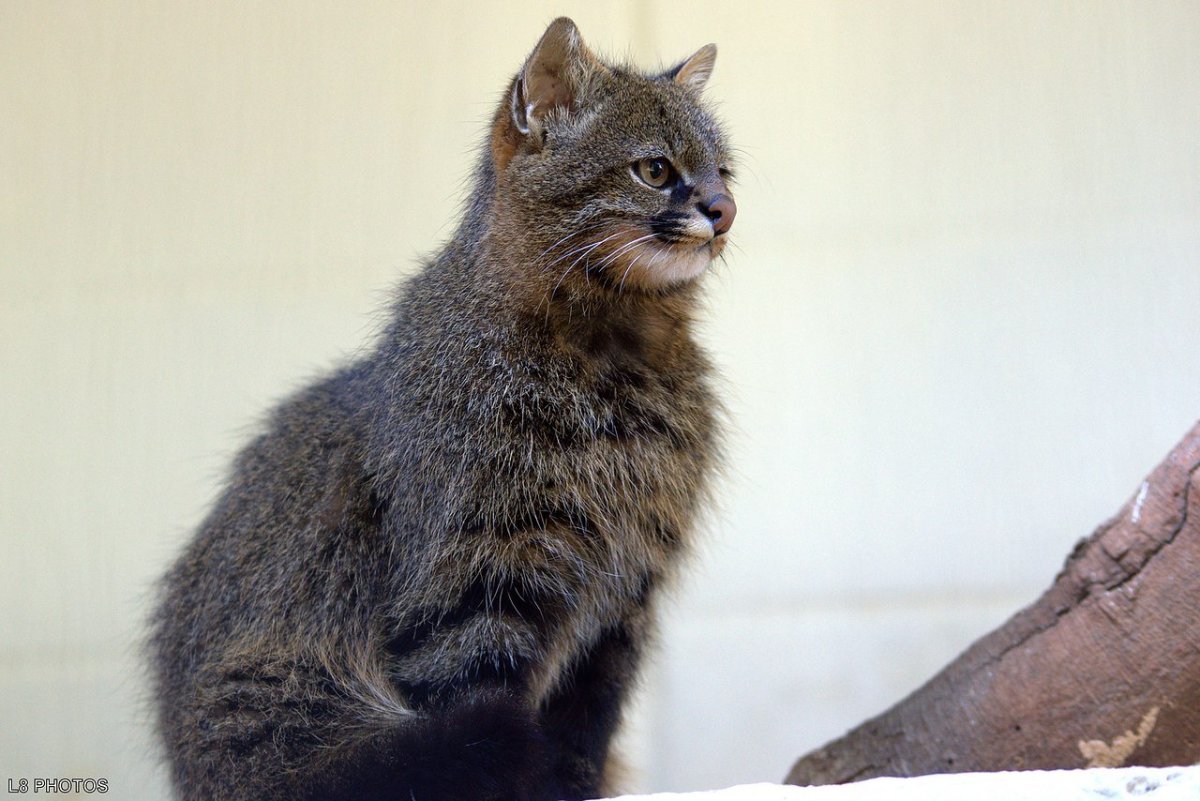 Пампасная кошка в Южной Америке