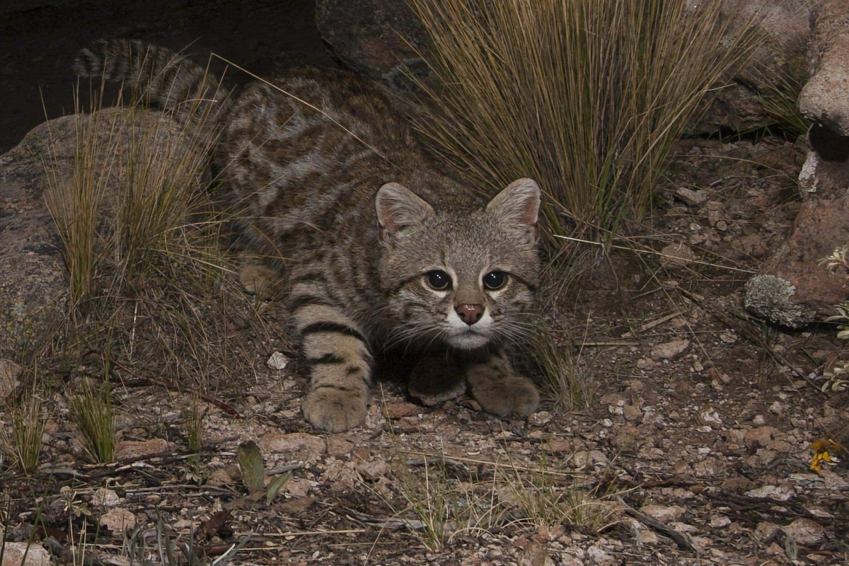 Андская Горная кошка
