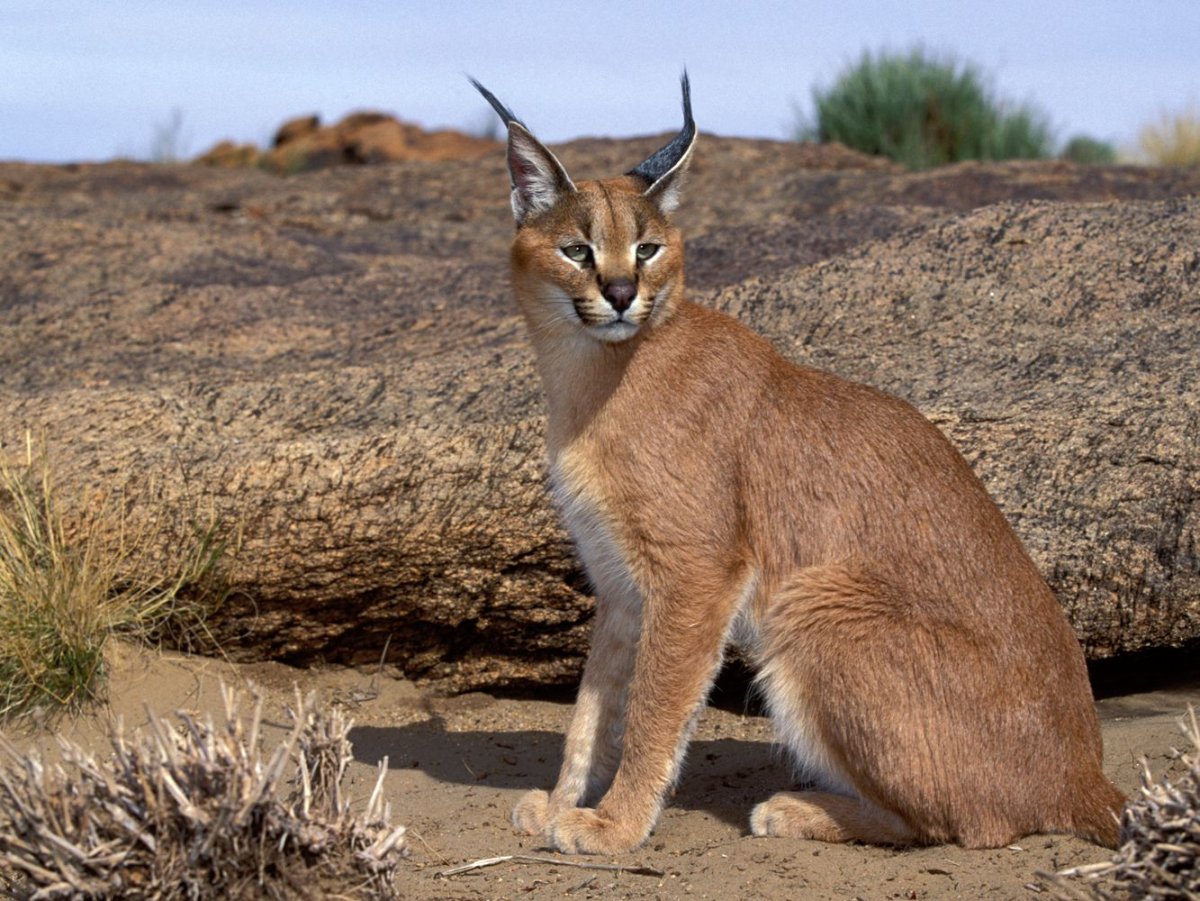 Туркменский каракал