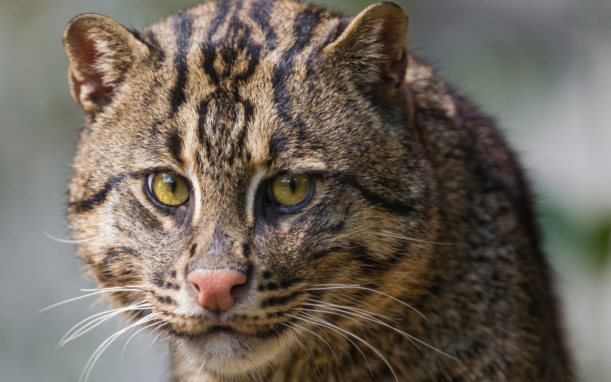 Ocelot Lynx