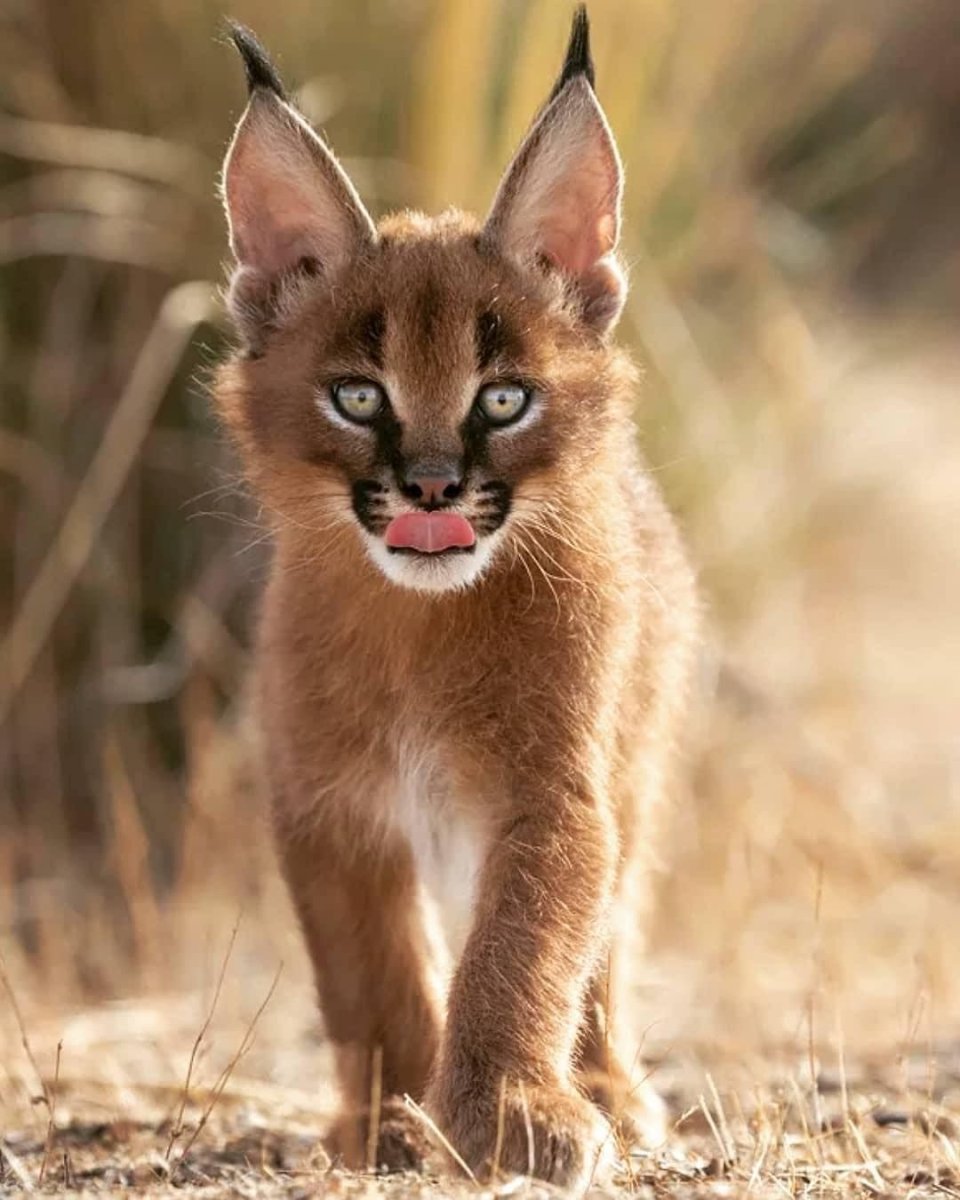 Сервал и каракал