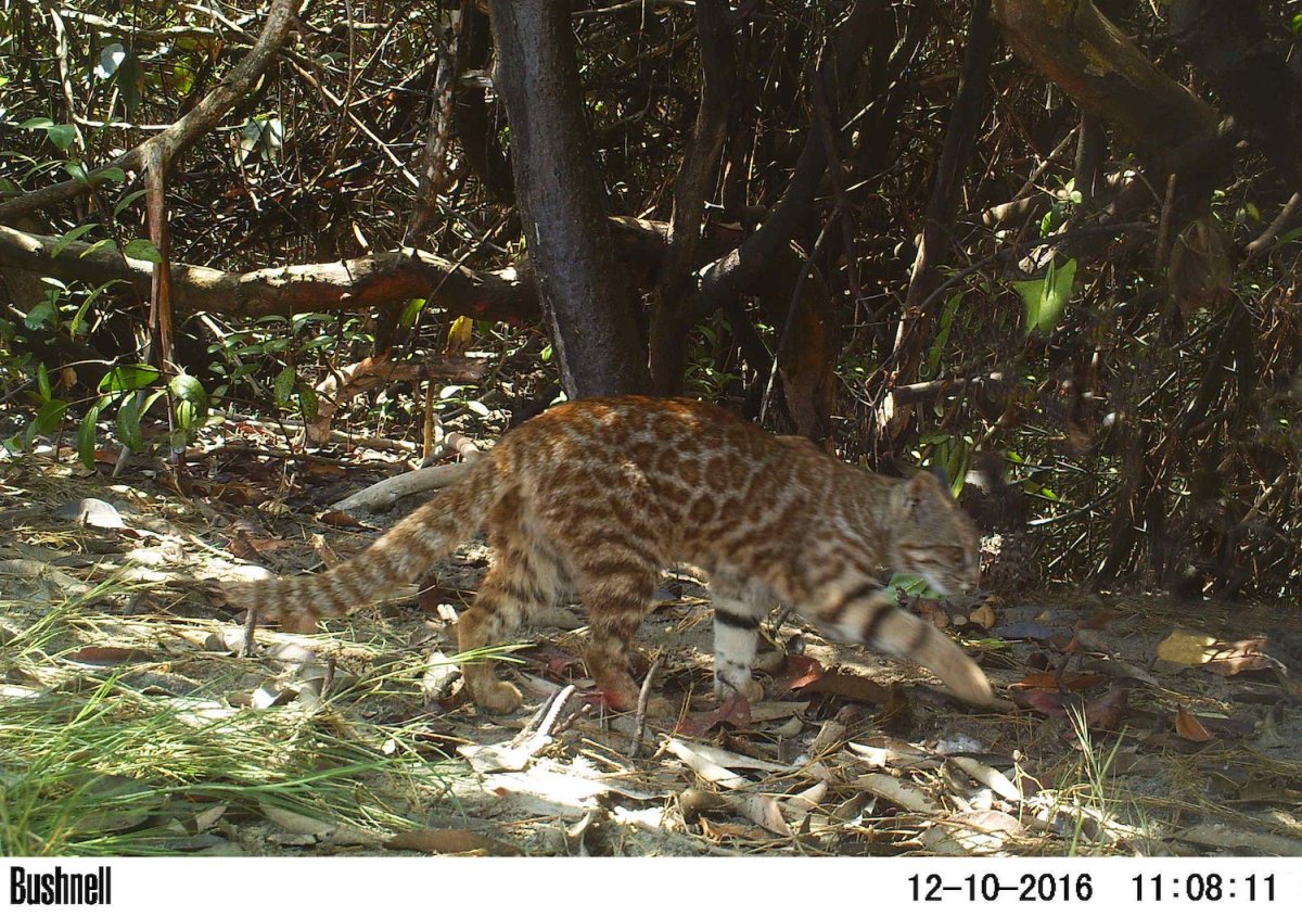 Пампасская кошка охотится