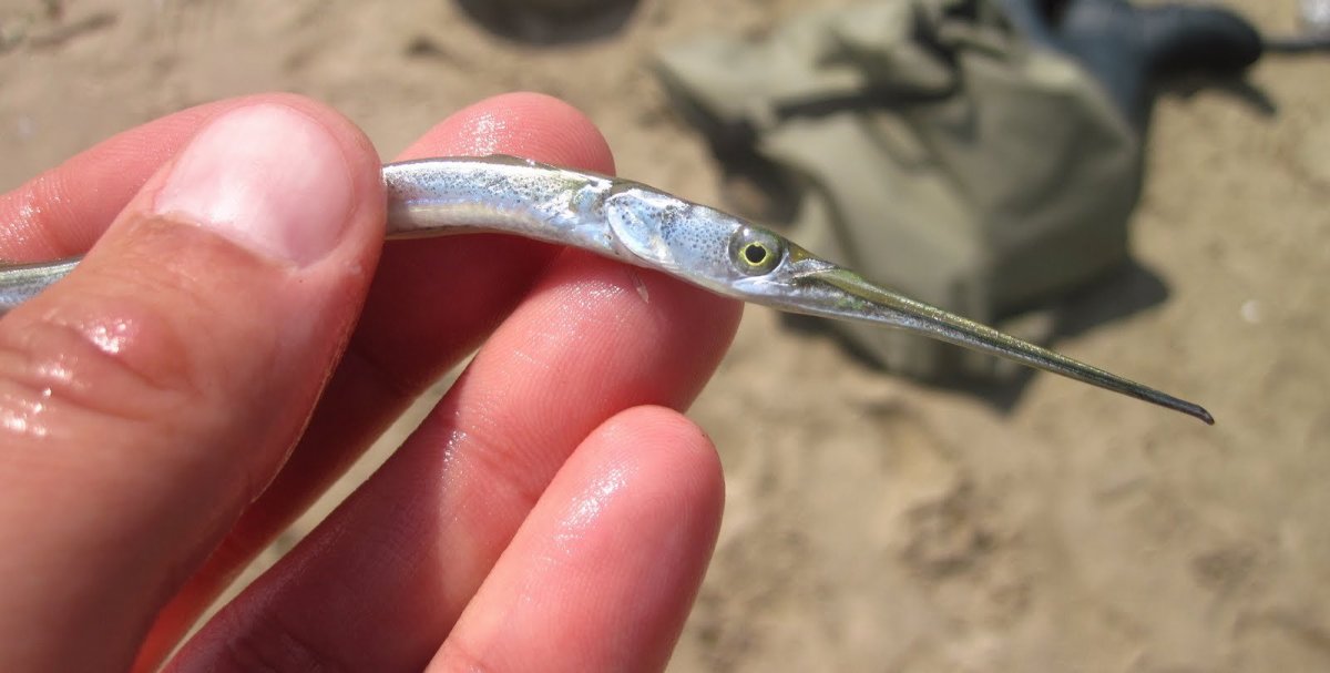 Черноморская рыба Сарган