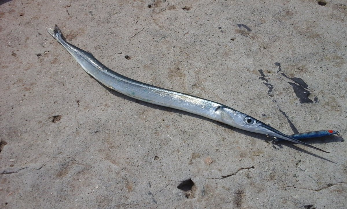 Хамса рыба Сарган