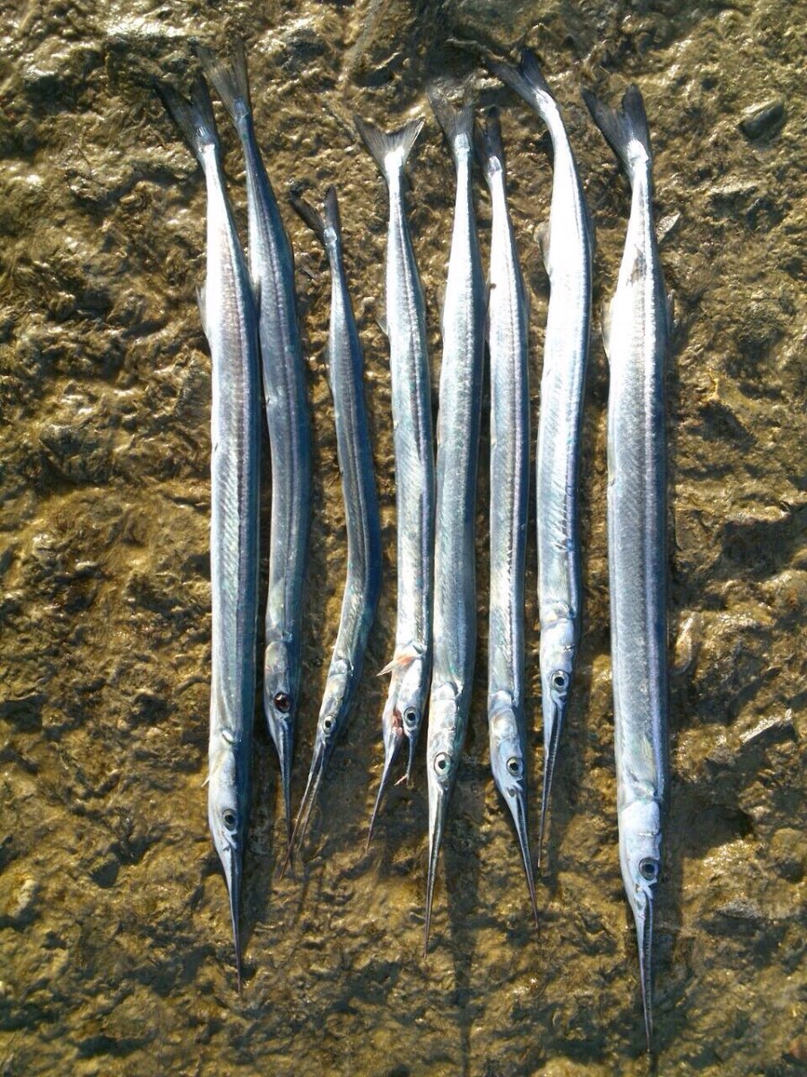 Сарган рыба в черном море