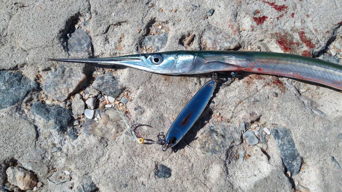 Черноморская рыба Сарган