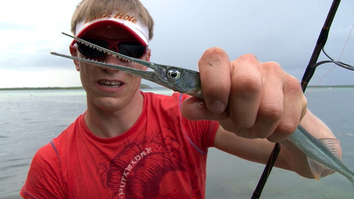 Сарган рыба фото в темноте