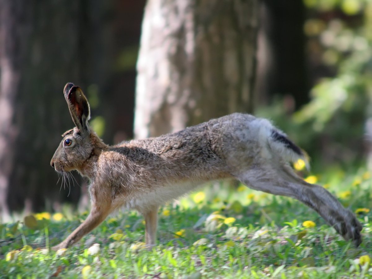 Корсиканский заяц