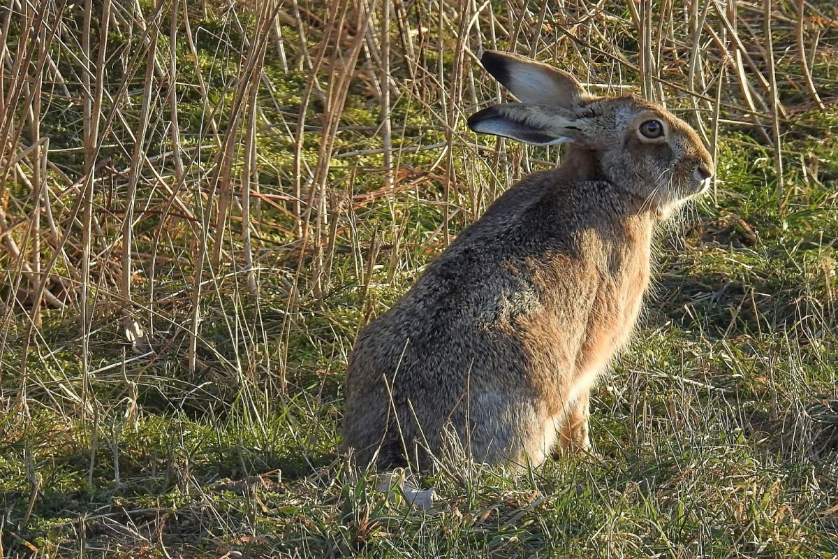 Заяц Беляк в тундре