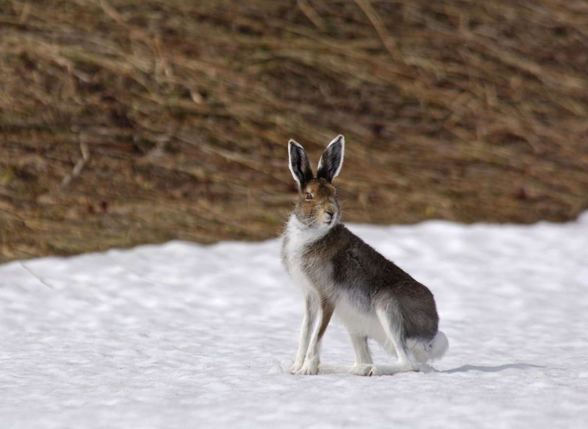 Заяц-Русак барабанит