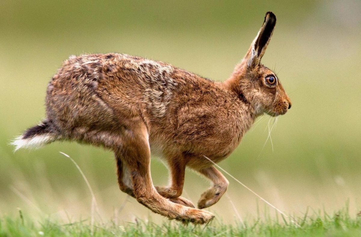 Маленький зая