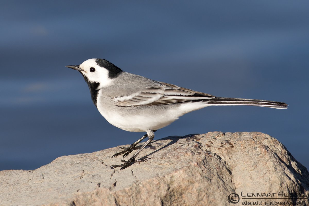 Трясогузка Перелетная птица
