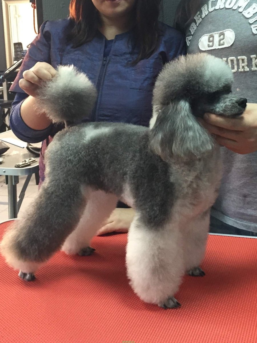 Той пудель стрижка Тедди