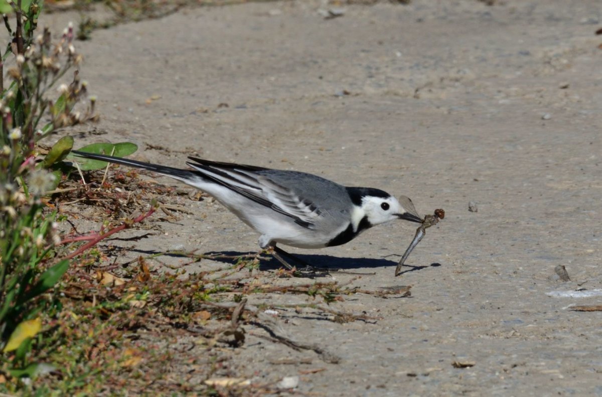 Трясогузка Перелетная