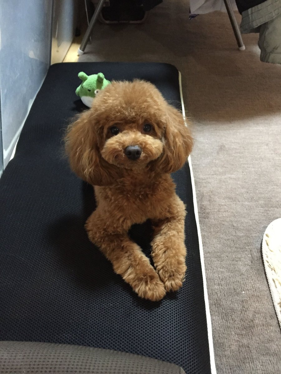 Стандарты карликового пуделя