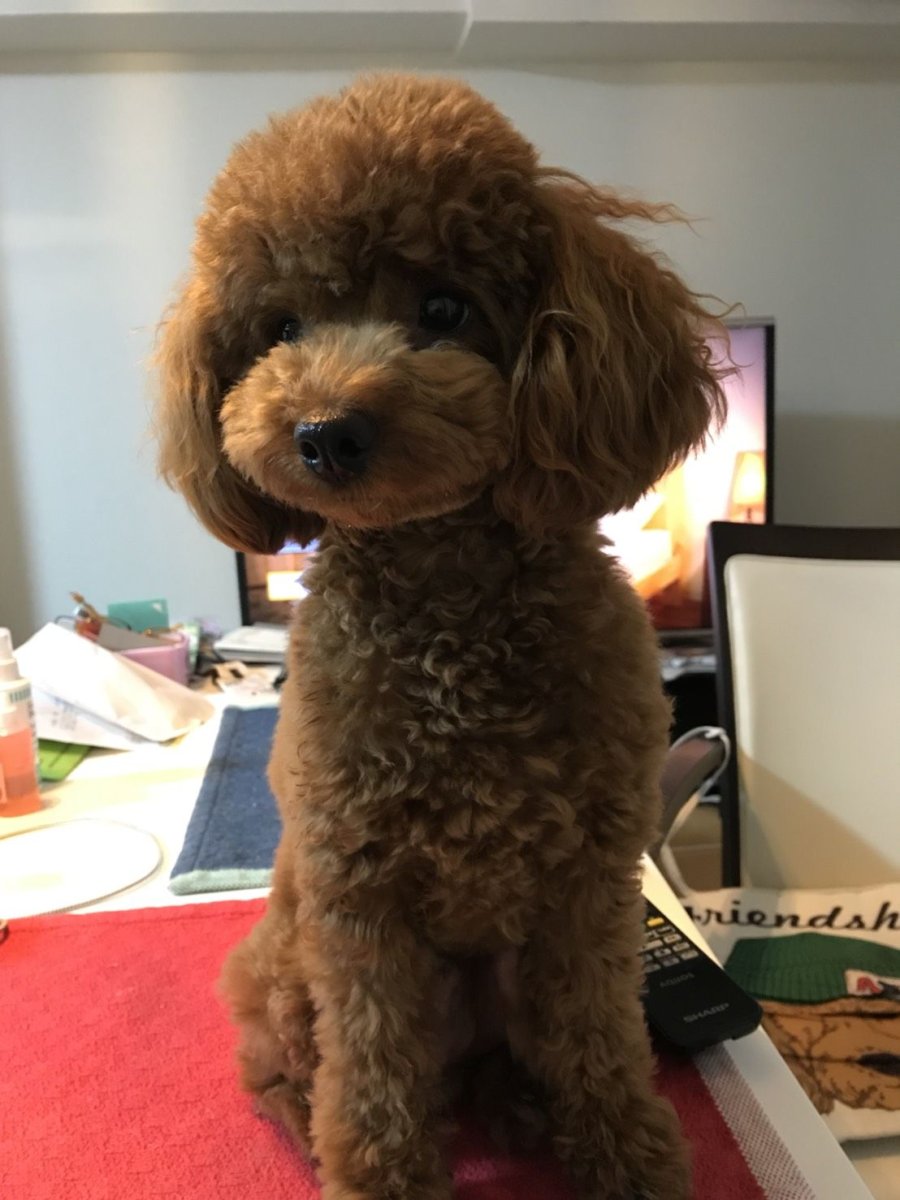 Той пудель Тедди