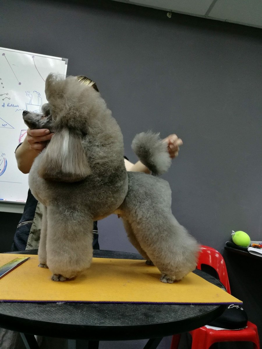 Карликовый пудель Тедди