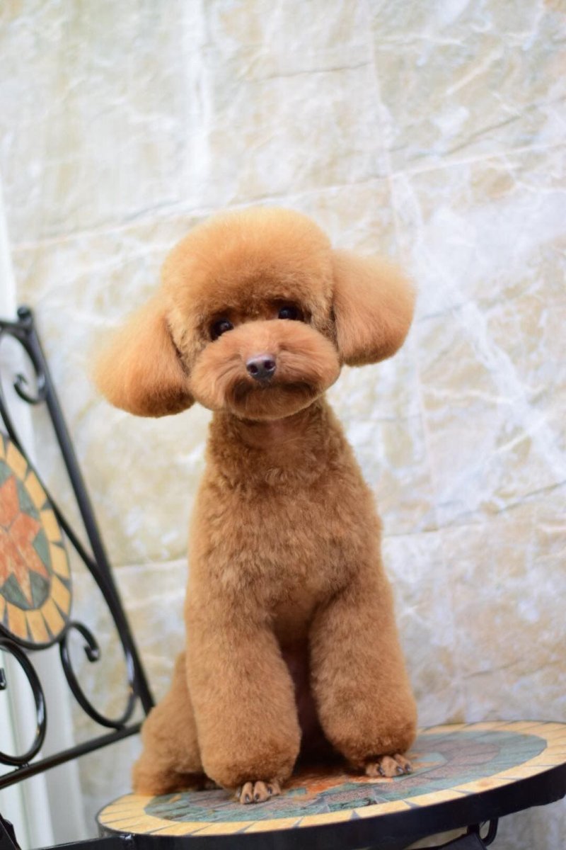 Стрижка карликового пуделя