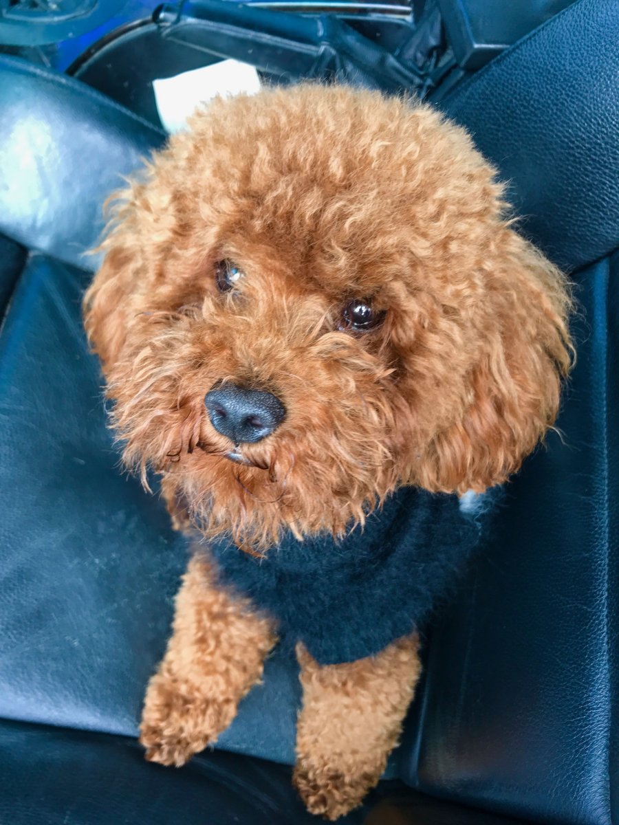 Пудель Сильвер беж