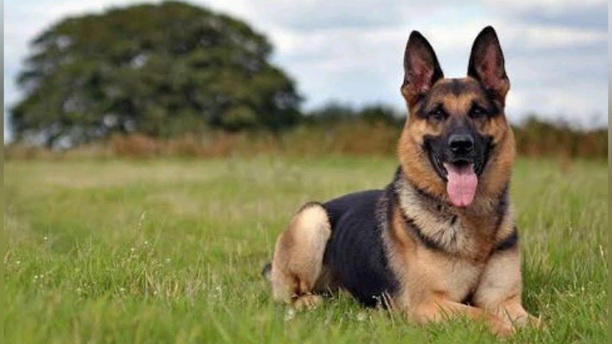 Чистокровная немецкая овчарка