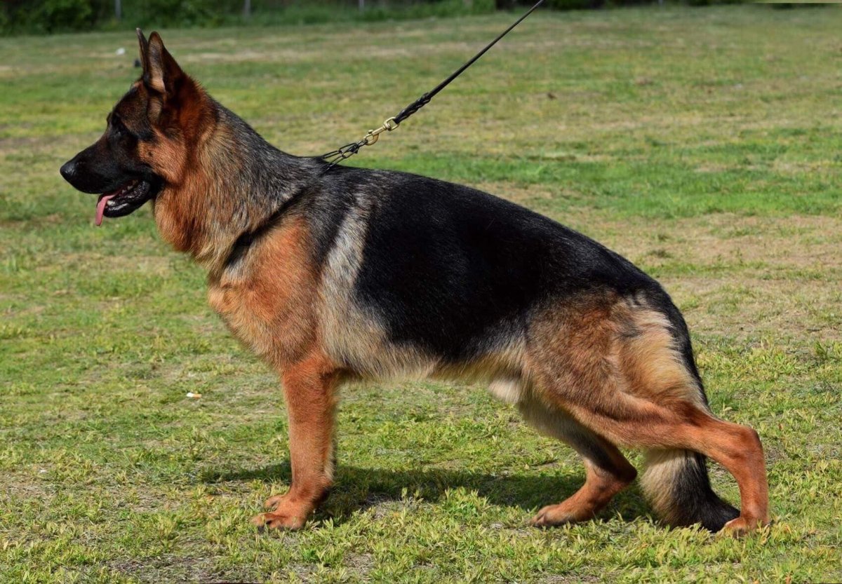 Питомник Лейксайд