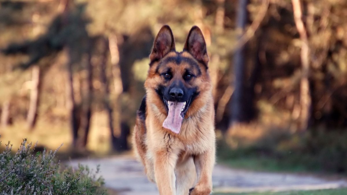 Немецкая овчарка
